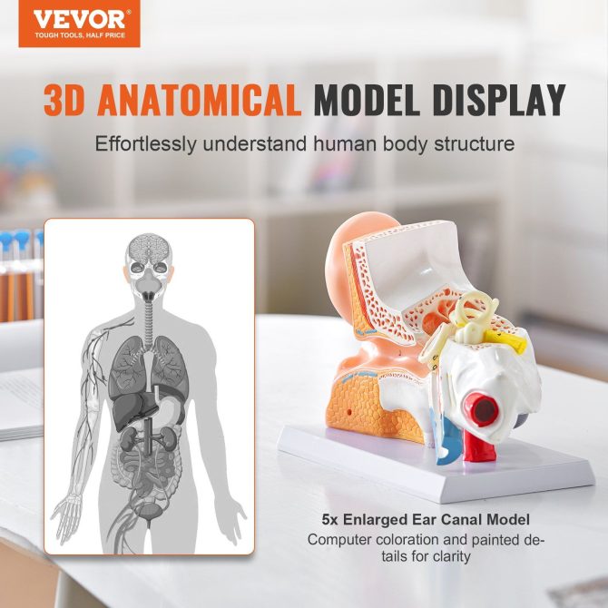 VEVOR Human Ear Anatomy Model, 3 Parts 5 Times Enlarged Human Ear Model Displaying Outer, Middle, Inner Ear with Base, Professional PVC Anatomical Ear Model for Education Physiology Study Teaching - Image 2
