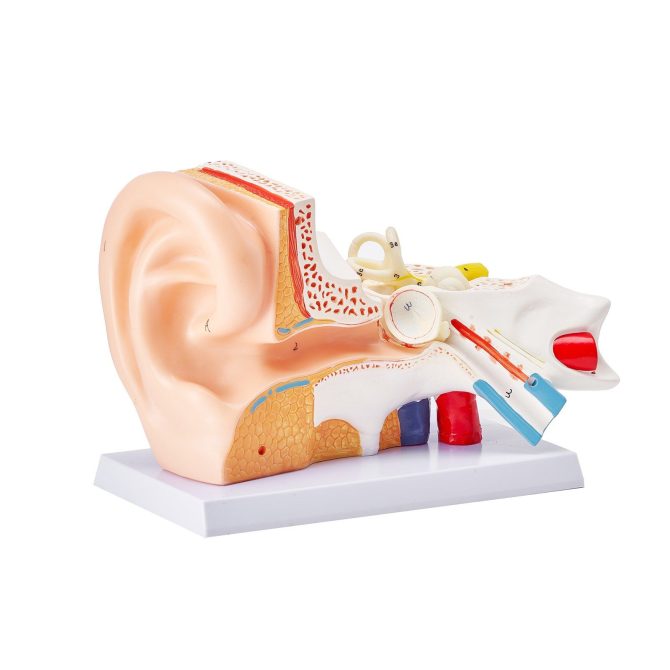 VEVOR Human Ear Anatomy Model, 3 Parts 5 Times Enlarged Human Ear Model Displaying Outer, Middle, Inner Ear with Base, Professional PVC Anatomical Ear Model for Education Physiology Study Teaching - Image 11