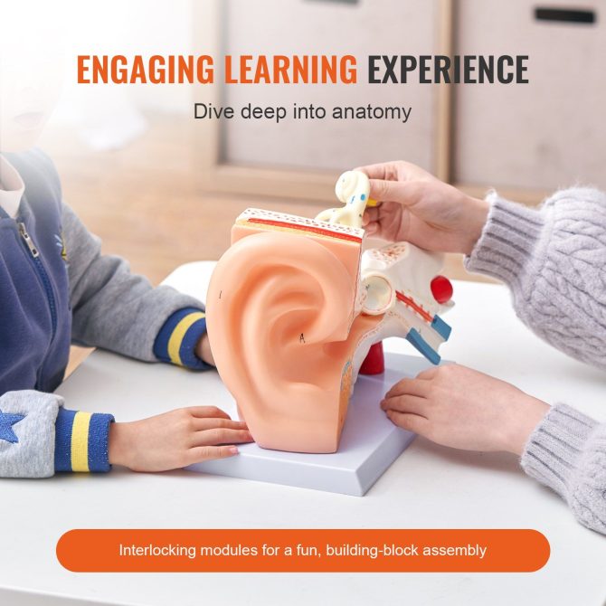 VEVOR Human Ear Anatomy Model, 3 Parts 5 Times Enlarged Human Ear Model Displaying Outer, Middle, Inner Ear with Base, Professional PVC Anatomical Ear Model for Education Physiology Study Teaching - Image 3