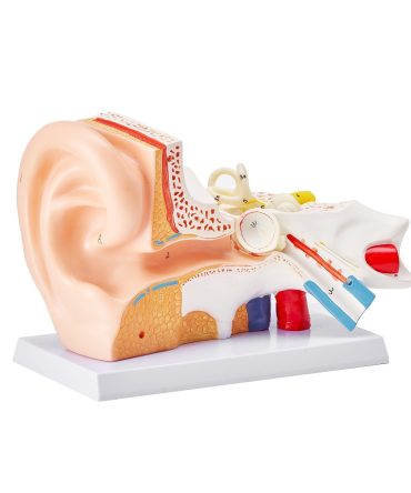 VEVOR Human Ear Anatomy Model, 3 Parts 5 Times Enlarged Human Ear Model Displaying Outer, Middle, Inner Ear with Base, Professional PVC Anatomical Ear Model for Education Physiology Study Teaching