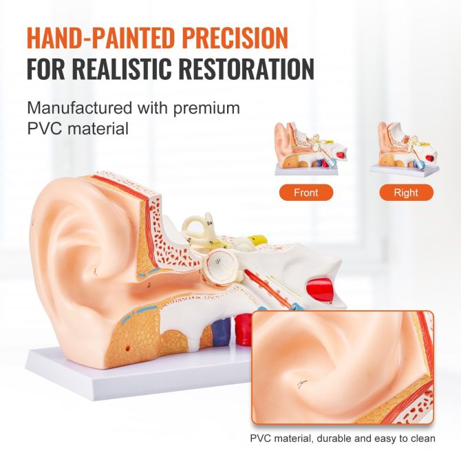 VEVOR Human Ear Anatomy Model, 3 Parts 5 Times Enlarged Human Ear Model Displaying Outer, Middle, Inner Ear with Base, Professional PVC Anatomical Ear Model for Education Physiology Study Teaching - Image 5