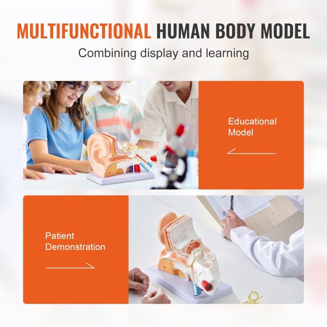 VEVOR Human Ear Anatomy Model, 3 Parts 5 Times Enlarged Human Ear Model Displaying Outer, Middle, Inner Ear with Base, Professional PVC Anatomical Ear Model for Education Physiology Study Teaching - Image 6
