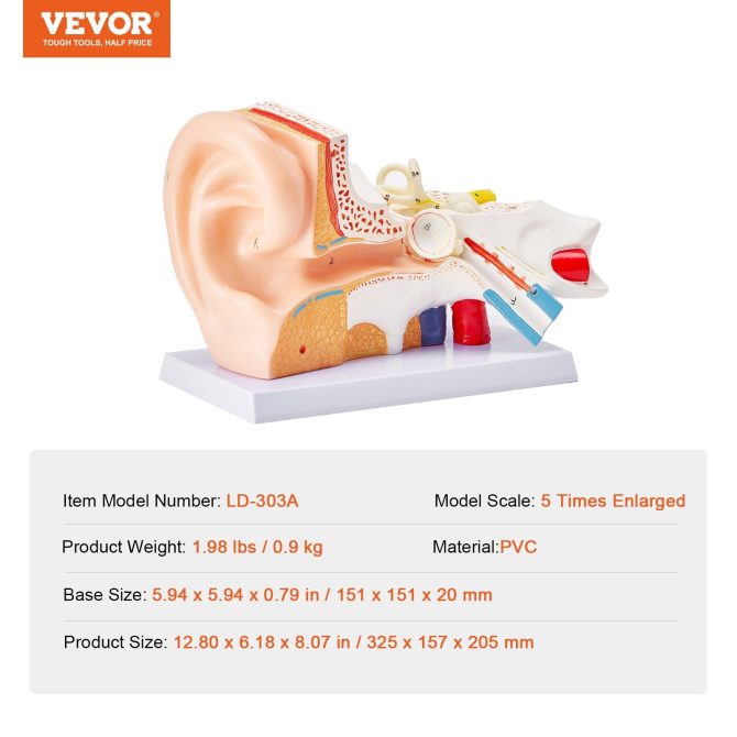 VEVOR Human Ear Anatomy Model, 3 Parts 5 Times Enlarged Human Ear Model Displaying Outer, Middle, Inner Ear with Base, Professional PVC Anatomical Ear Model for Education Physiology Study Teaching - Image 7