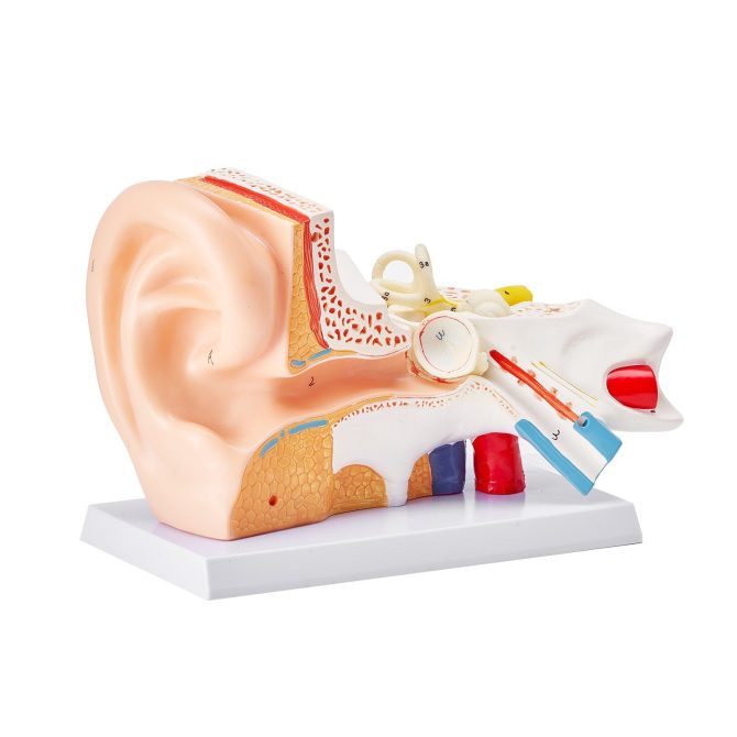 VEVOR Human Ear Anatomy Model, 3 Parts 5 Times Enlarged Human Ear Model Displaying Outer, Middle, Inner Ear with Base, Professional PVC Anatomical Ear Model for Education Physiology Study Teaching