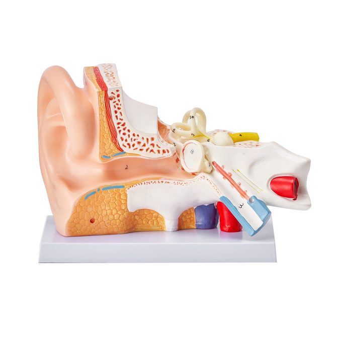 VEVOR Human Ear Anatomy Model, 3 Parts 5 Times Enlarged Human Ear Model Displaying Outer, Middle, Inner Ear with Base, Professional PVC Anatomical Ear Model for Education Physiology Study Teaching - Image 9