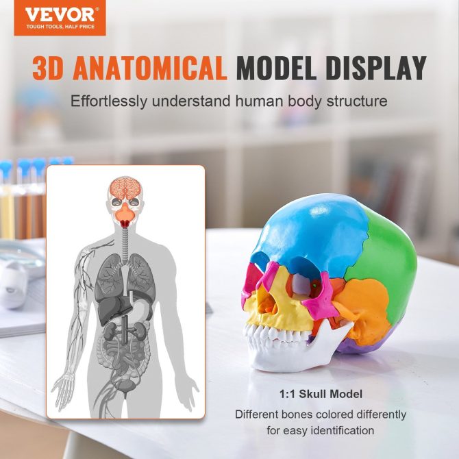 VEVOR Human Skull Model, 22 Parts Human Skull Anatomy, Life-Size Painted Anatomy Skull Model, PVC Anatomical Skull, Detachable Learning Skull Model, for Professional Teaching, Researching and Learning - Image 2