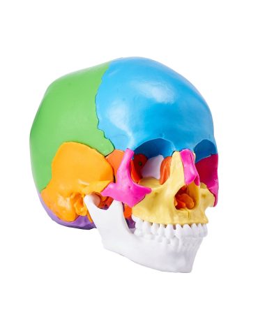 VEVOR Human Skull Model, 22 Parts Human Skull Anatomy, Life-Size Painted Anatomy Skull Model, PVC Anatomical Skull, Detachable Learning Skull Model, for Professional Teaching, Researching and Learning
