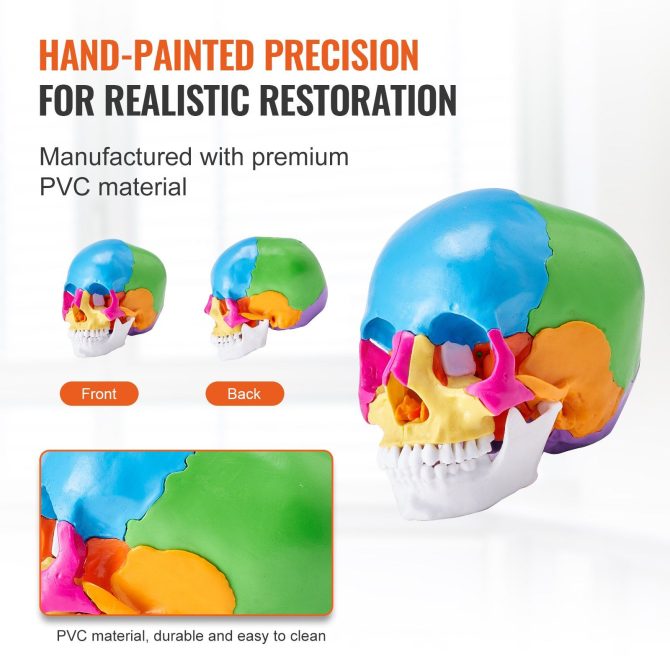 VEVOR Human Skull Model, 22 Parts Human Skull Anatomy, Life-Size Painted Anatomy Skull Model, PVC Anatomical Skull, Detachable Learning Skull Model, for Professional Teaching, Researching and Learning - Image 5