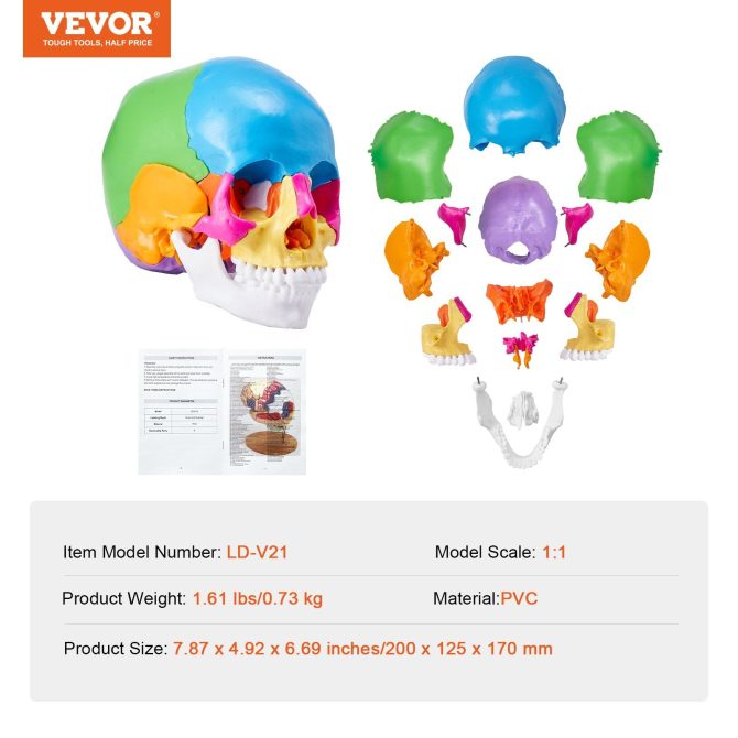 VEVOR Human Skull Model, 22 Parts Human Skull Anatomy, Life-Size Painted Anatomy Skull Model, PVC Anatomical Skull, Detachable Learning Skull Model, for Professional Teaching, Researching and Learning - Image 7