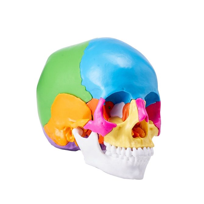 VEVOR Human Skull Model, 22 Parts Human Skull Anatomy, Life-Size Painted Anatomy Skull Model, PVC Anatomical Skull, Detachable Learning Skull Model, for Professional Teaching, Researching and Learning