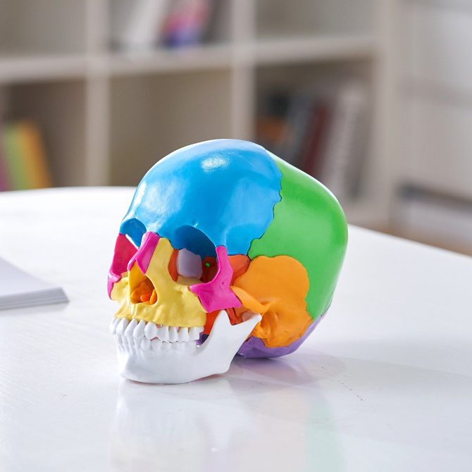VEVOR Human Skull Model, 22 Parts Human Skull Anatomy, Life-Size Painted Anatomy Skull Model, PVC Anatomical Skull, Detachable Learning Skull Model, for Professional Teaching, Researching and Learning - Image 8