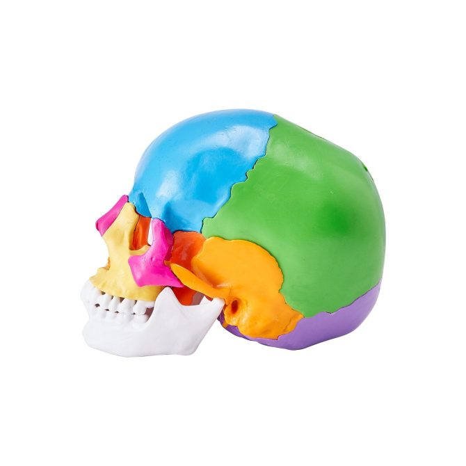 VEVOR Human Skull Model, 22 Parts Human Skull Anatomy, Life-Size Painted Anatomy Skull Model, PVC Anatomical Skull, Detachable Learning Skull Model, for Professional Teaching, Researching and Learning - Image 9