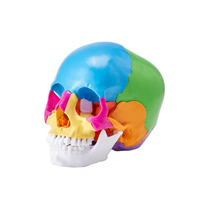 VEVOR Human Skull Model, 22 Parts Human Skull Anatomy, Life-Size Painted Anatomy Skull Model, PVC Anatomical Skull, Detachable Learning Skull Model, for Professional Teaching, Researching and Learning - Image 10
