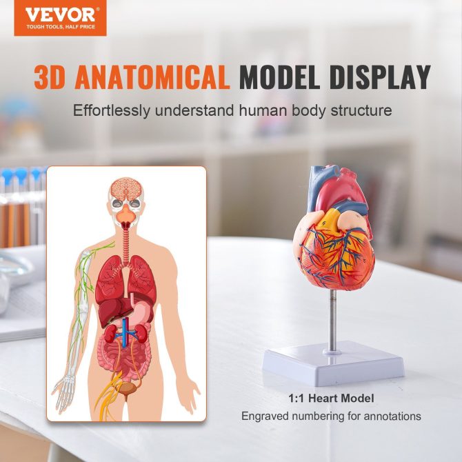 VEVOR Human Heart Model, 2-Part 1:1 Life Size, Anatomically Accurate Numbered Anatomical Heart Model with Anatomically Correct Structures, Magnetic Design, Held Together on Display Base for Learning - Image 2
