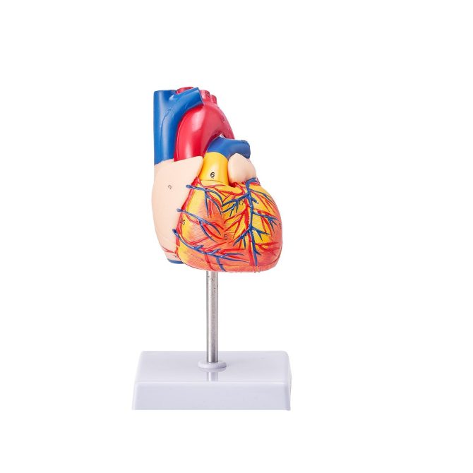 VEVOR Human Heart Model, 2-Part 1:1 Life Size, Anatomically Accurate Numbered Anatomical Heart Model with Anatomically Correct Structures, Magnetic Design, Held Together on Display Base for Learning - Image 11