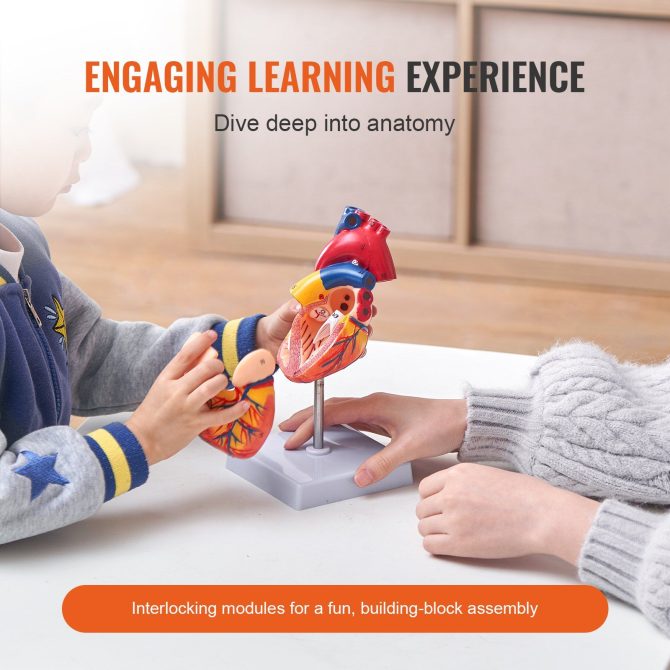 VEVOR Human Heart Model, 2-Part 1:1 Life Size, Anatomically Accurate Numbered Anatomical Heart Model with Anatomically Correct Structures, Magnetic Design, Held Together on Display Base for Learning - Image 3