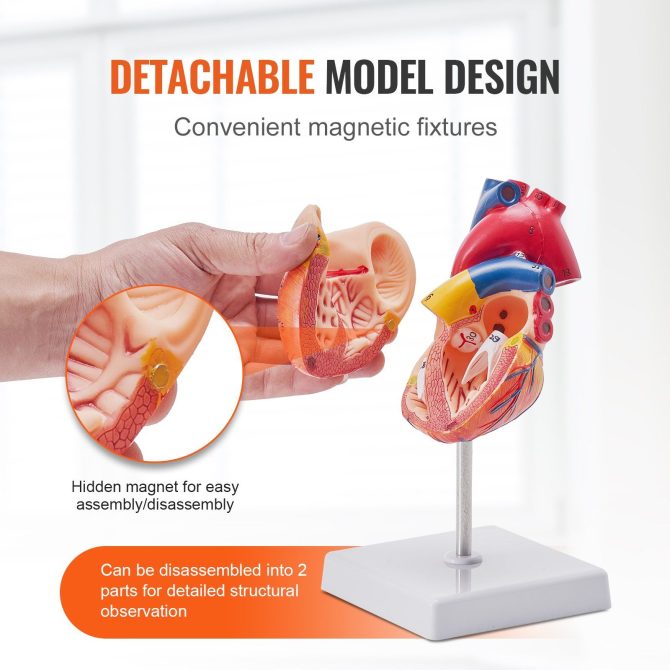VEVOR Human Heart Model, 2-Part 1:1 Life Size, Anatomically Accurate Numbered Anatomical Heart Model with Anatomically Correct Structures, Magnetic Design, Held Together on Display Base for Learning - Image 4