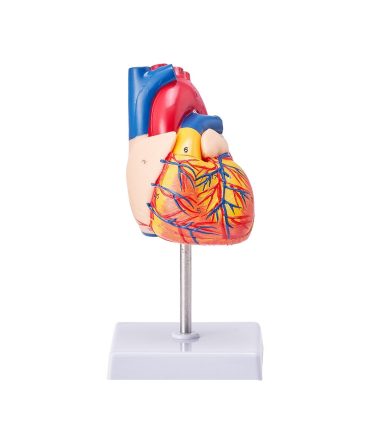 VEVOR Human Heart Model, 2-Part 1:1 Life Size, Anatomically Accurate Numbered Anatomical Heart Model with Anatomically Correct Structures, Magnetic Design, Held Together on Display Base for Learning
