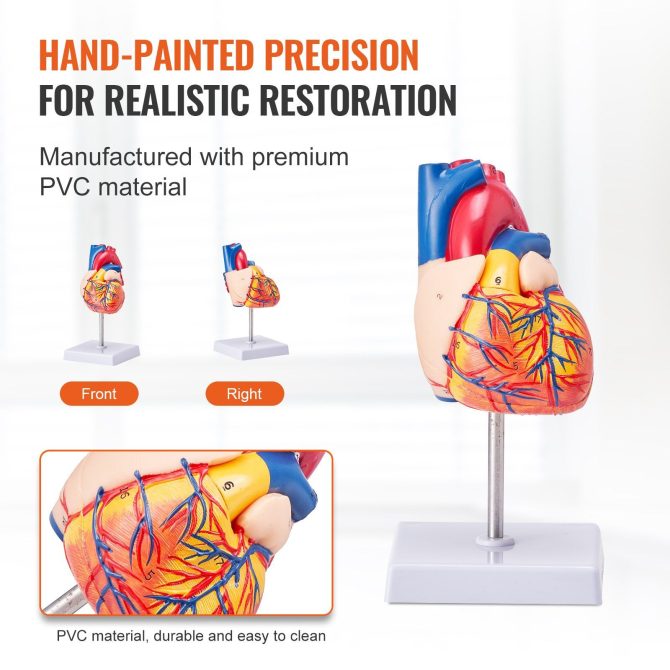 VEVOR Human Heart Model, 2-Part 1:1 Life Size, Anatomically Accurate Numbered Anatomical Heart Model with Anatomically Correct Structures, Magnetic Design, Held Together on Display Base for Learning - Image 5