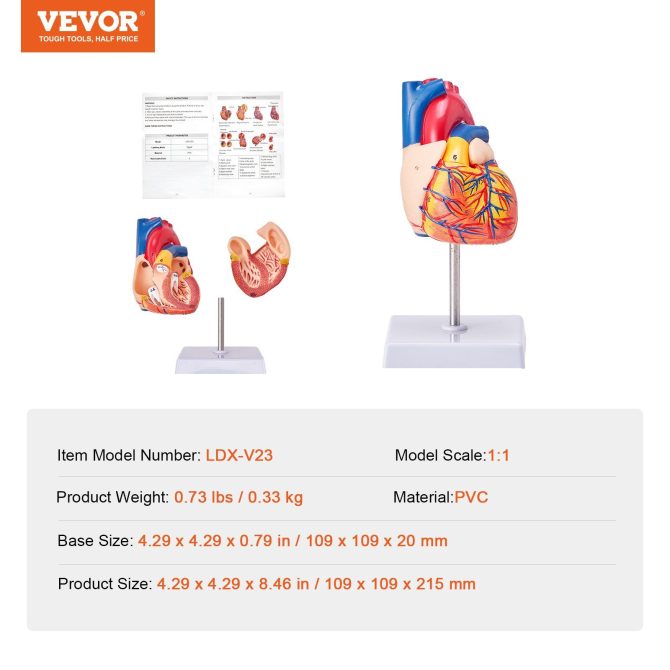 VEVOR Human Heart Model, 2-Part 1:1 Life Size, Anatomically Accurate Numbered Anatomical Heart Model with Anatomically Correct Structures, Magnetic Design, Held Together on Display Base for Learning - Image 7