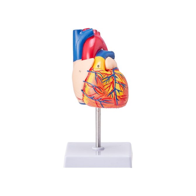 VEVOR Human Heart Model, 2-Part 1:1 Life Size, Anatomically Accurate Numbered Anatomical Heart Model with Anatomically Correct Structures, Magnetic Design, Held Together on Display Base for Learning