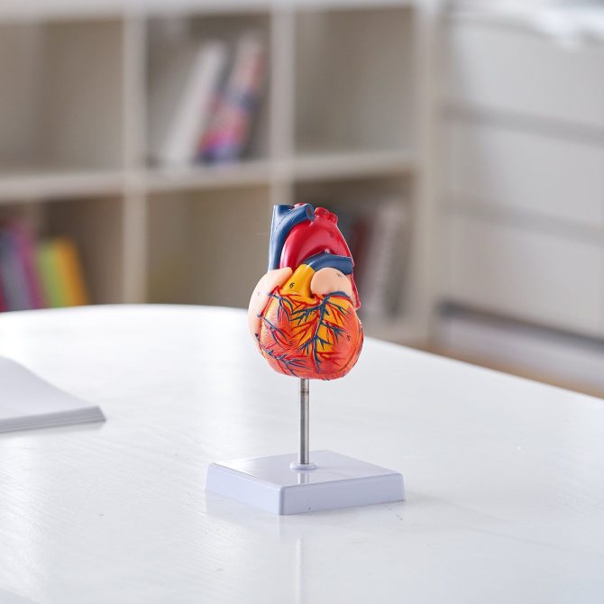 VEVOR Human Heart Model, 2-Part 1:1 Life Size, Anatomically Accurate Numbered Anatomical Heart Model with Anatomically Correct Structures, Magnetic Design, Held Together on Display Base for Learning - Image 8