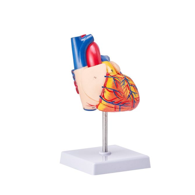 VEVOR Human Heart Model, 2-Part 1:1 Life Size, Anatomically Accurate Numbered Anatomical Heart Model with Anatomically Correct Structures, Magnetic Design, Held Together on Display Base for Learning - Image 10