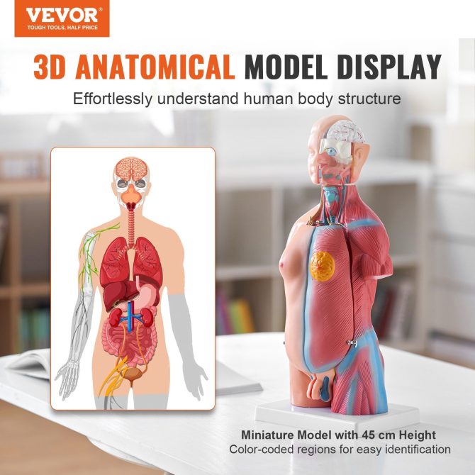 VEVOR Human Body Model, 23 Parts 18 inch, Human Torso Anatomy Model Unisex Anatomical Skeleton Model with Removable Organs, Educational Teaching Tool for Students Science Learning Education Display - Image 2