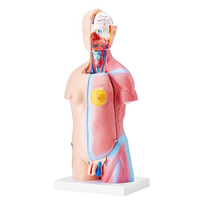 VEVOR Human Body Model, 23 Parts 18 inch, Human Torso Anatomy Model Unisex Anatomical Skeleton Model with Removable Organs, Educational Teaching Tool for Students Science Learning Education Display - Image 11