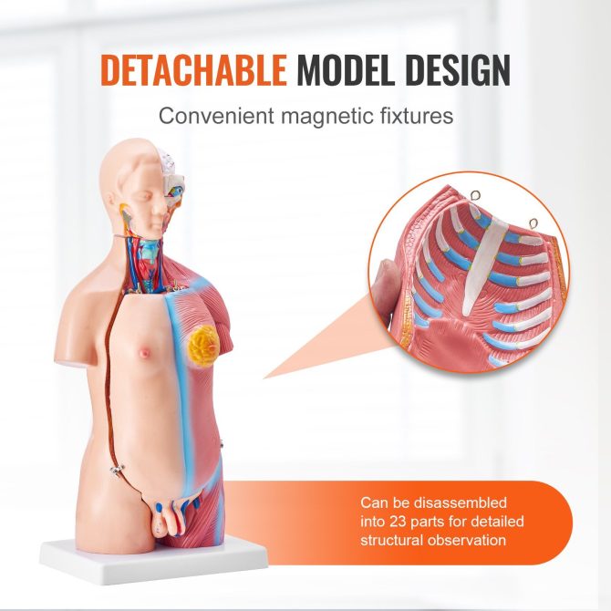 VEVOR Human Body Model, 23 Parts 18 inch, Human Torso Anatomy Model Unisex Anatomical Skeleton Model with Removable Organs, Educational Teaching Tool for Students Science Learning Education Display - Image 4