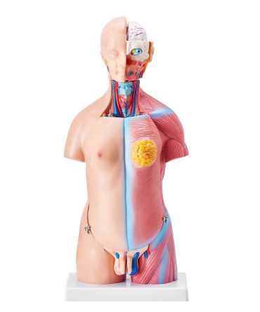 VEVOR Human Body Model, 23 Parts 18 inch, Human Torso Anatomy Model Unisex Anatomical Skeleton Model with Removable Organs, Educational Teaching Tool for Students Science Learning Education Display