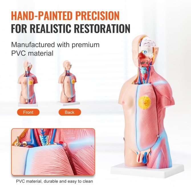 VEVOR Human Body Model, 23 Parts 18 inch, Human Torso Anatomy Model Unisex Anatomical Skeleton Model with Removable Organs, Educational Teaching Tool for Students Science Learning Education Display - Image 5