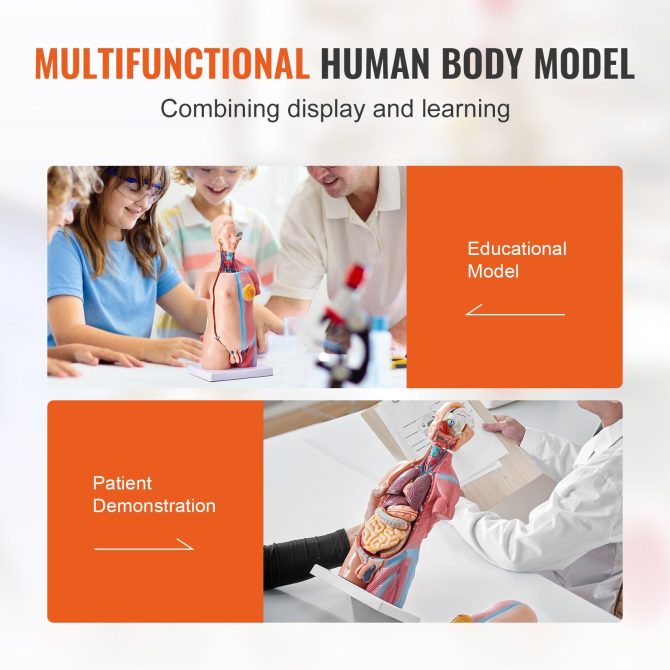 VEVOR Human Body Model, 23 Parts 18 inch, Human Torso Anatomy Model Unisex Anatomical Skeleton Model with Removable Organs, Educational Teaching Tool for Students Science Learning Education Display - Image 6