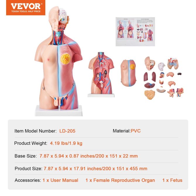 VEVOR Human Body Model, 23 Parts 18 inch, Human Torso Anatomy Model Unisex Anatomical Skeleton Model with Removable Organs, Educational Teaching Tool for Students Science Learning Education Display - Image 7