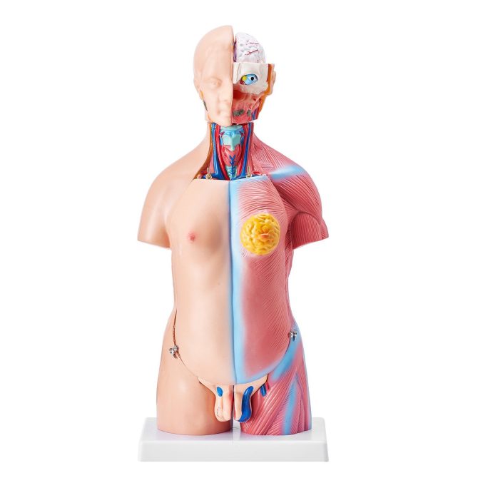 VEVOR Human Body Model, 23 Parts 18 inch, Human Torso Anatomy Model Unisex Anatomical Skeleton Model with Removable Organs, Educational Teaching Tool for Students Science Learning Education Display