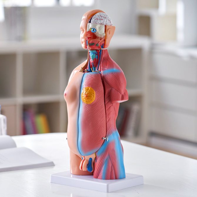 VEVOR Human Body Model, 23 Parts 18 inch, Human Torso Anatomy Model Unisex Anatomical Skeleton Model with Removable Organs, Educational Teaching Tool for Students Science Learning Education Display - Image 8