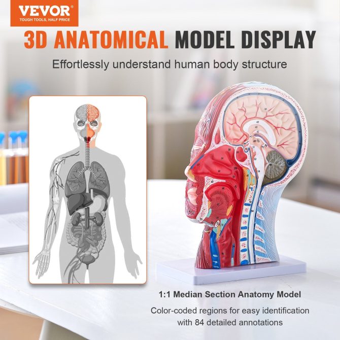 VEVOR Human Half Head Superficial Neurovascular Model with Musculature, 1:1 Life Size Anatomical Head Neck Model Skull and Brain for Professional Teaching Learning, Kids Learning Education Display - Image 2