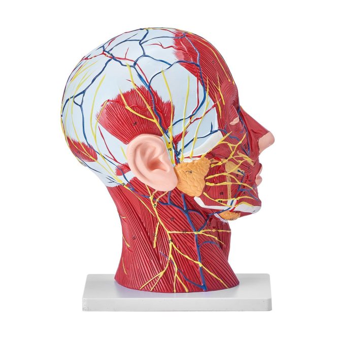 VEVOR Human Half Head Superficial Neurovascular Model with Musculature, 1:1 Life Size Anatomical Head Neck Model Skull and Brain for Professional Teaching Learning, Kids Learning Education Display - Image 11