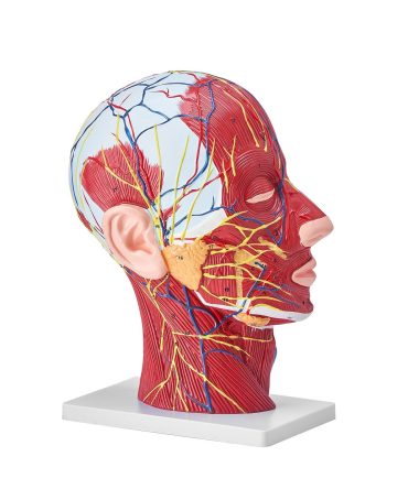 VEVOR Human Half Head Superficial Neurovascular Model with Musculature, 1:1 Life Size Anatomical Head Neck Model Skull and Brain for Professional Teaching Learning, Kids Learning Education Display