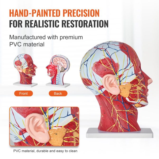 VEVOR Human Half Head Superficial Neurovascular Model with Musculature, 1:1 Life Size Anatomical Head Neck Model Skull and Brain for Professional Teaching Learning, Kids Learning Education Display - Image 5