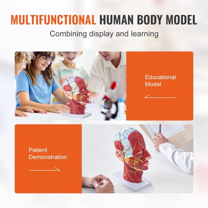 VEVOR Human Half Head Superficial Neurovascular Model with Musculature, 1:1 Life Size Anatomical Head Neck Model Skull and Brain for Professional Teaching Learning, Kids Learning Education Display - Image 6
