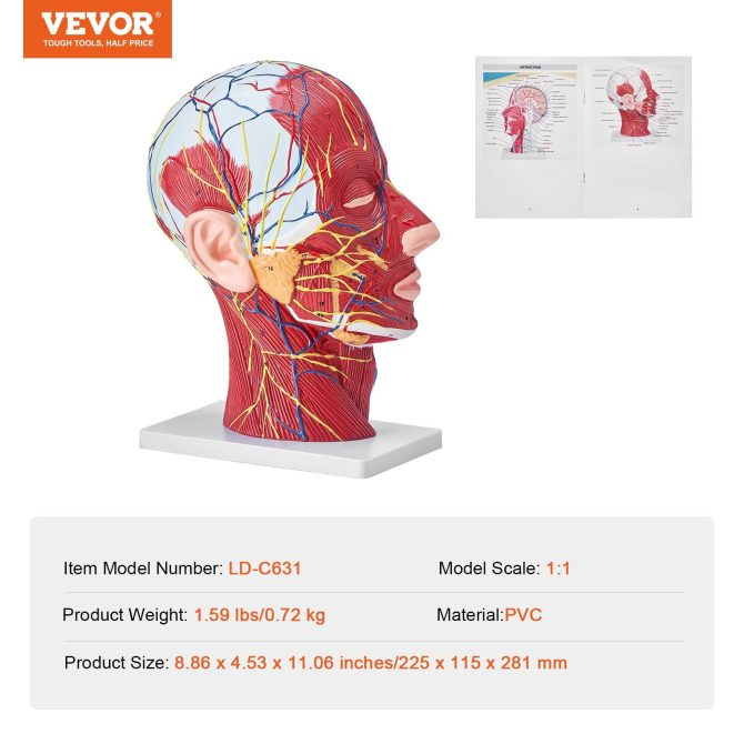 VEVOR Human Half Head Superficial Neurovascular Model with Musculature, 1:1 Life Size Anatomical Head Neck Model Skull and Brain for Professional Teaching Learning, Kids Learning Education Display - Image 7