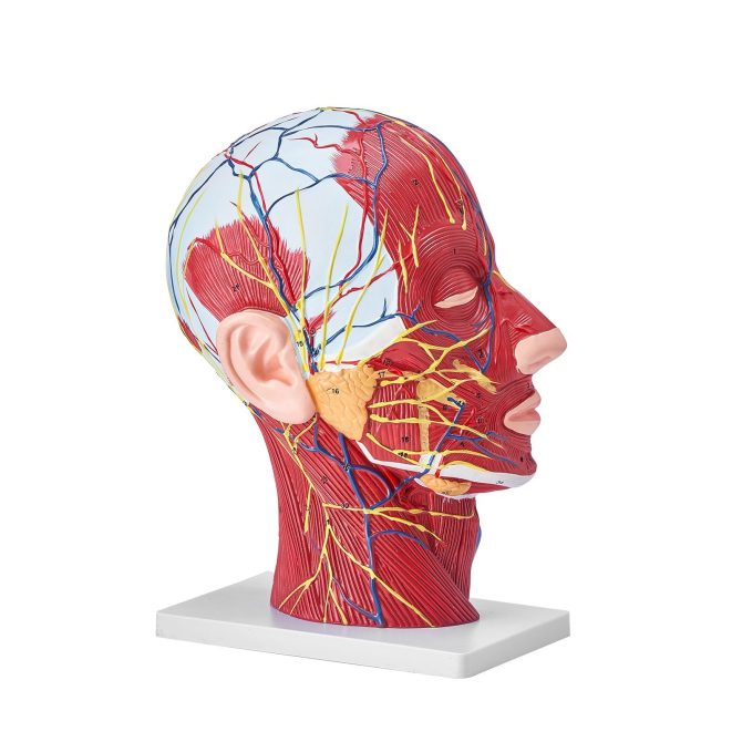 VEVOR Human Half Head Superficial Neurovascular Model with Musculature, 1:1 Life Size Anatomical Head Neck Model Skull and Brain for Professional Teaching Learning, Kids Learning Education Display