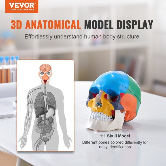 VEVOR Human Skull Model, 3 Parts Human Skull Anatomy, Life-Size Painted Anatomy Skull Model, PVC Anatomical Skull, Detachable Learning Skull Model, for Professional Teaching, Researching and Learning - Image 2