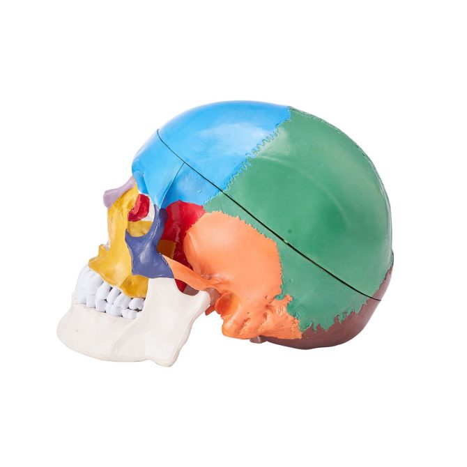 VEVOR Human Skull Model, 3 Parts Human Skull Anatomy, Life-Size Painted Anatomy Skull Model, PVC Anatomical Skull, Detachable Learning Skull Model, for Professional Teaching, Researching and Learning - Image 11
