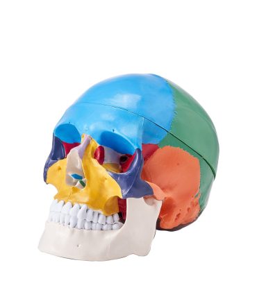 VEVOR Human Skull Model, 3 Parts Human Skull Anatomy, Life-Size Painted Anatomy Skull Model, PVC Anatomical Skull, Detachable Learning Skull Model, for Professional Teaching, Researching and Learning