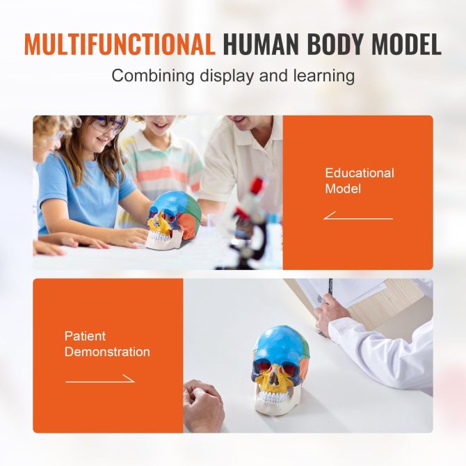 VEVOR Human Skull Model, 3 Parts Human Skull Anatomy, Life-Size Painted Anatomy Skull Model, PVC Anatomical Skull, Detachable Learning Skull Model, for Professional Teaching, Researching and Learning - Image 6