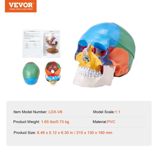 VEVOR Human Skull Model, 3 Parts Human Skull Anatomy, Life-Size Painted Anatomy Skull Model, PVC Anatomical Skull, Detachable Learning Skull Model, for Professional Teaching, Researching and Learning - Image 7
