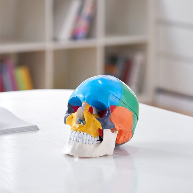 VEVOR Human Skull Model, 3 Parts Human Skull Anatomy, Life-Size Painted Anatomy Skull Model, PVC Anatomical Skull, Detachable Learning Skull Model, for Professional Teaching, Researching and Learning - Image 8