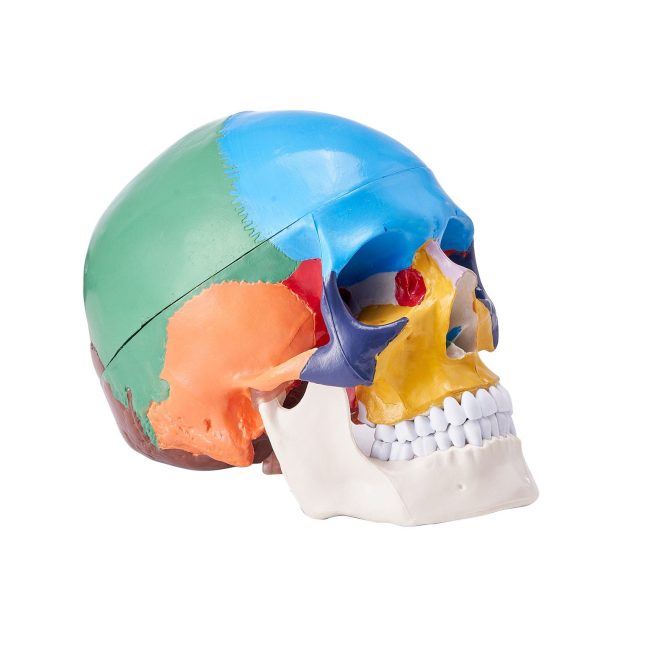 VEVOR Human Skull Model, 3 Parts Human Skull Anatomy, Life-Size Painted Anatomy Skull Model, PVC Anatomical Skull, Detachable Learning Skull Model, for Professional Teaching, Researching and Learning - Image 9